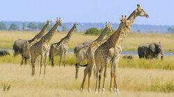 Chobe: Land of Learning