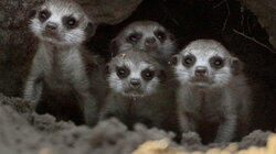 Meet the Meerkats