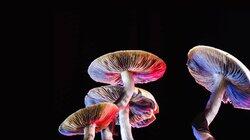 Can Psychedelics Cure?