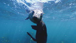 Cape Fur Seals