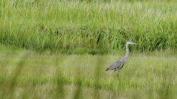 The Gray Heron, by Galway Kinnell