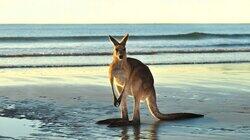 Australia | Animals with Cameras