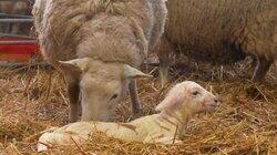 Lambing Special