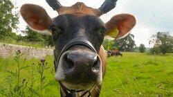 Community Farm, Herefordshire