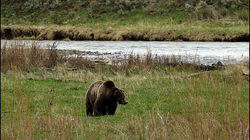 Treating COVID-19 Today | The Lincoln Project | Grizzlies