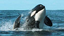 Killer Whales