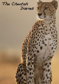 The Cheetah Diaries