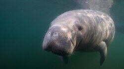 Manatee Rescue