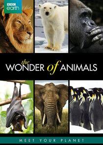 The Wonder of Animals