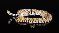 Rattleless Rattlesnake