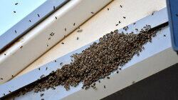 Times Square Bee Swarm