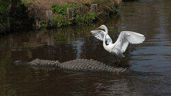 Alligator Bodyguards