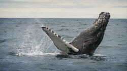 Held Hostage by a Humpback