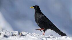 Snowboarding Crow