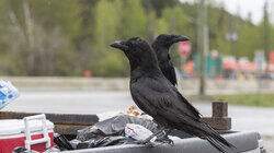 Crow Crime Scene