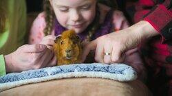 The Dance of the Sugar Plum Guinea Pig