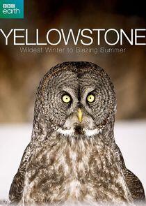 Yellowstone: Wildest Winter to Blazing Summer