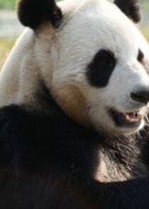 Giant Pandas Go Wild