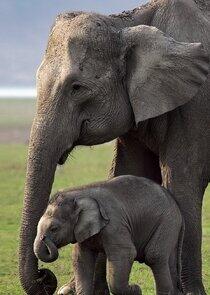 Baby Planet - Season 2 Baby Planet - Season 2