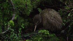 The Kiwi