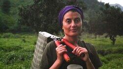 Harvesting Turkey's Tea Harvesting Turkey's Tea