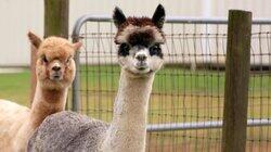 Alpaca-lypse