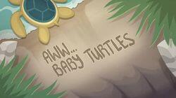 Aww... Baby Turtles