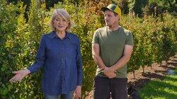 Martha's amazing maze and how to grow trees from seedlings Martha's amazing maze and how to grow trees from seedlings