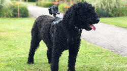 A Labradoodle and two American Spaniels