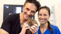 Molly, Fletcher & Harry the Hedgehog