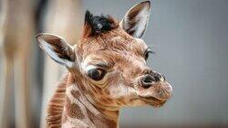 Baby Giraffe