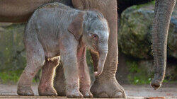 Baby Elephant