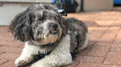 A Lhasa Apso and a Labrador Mix