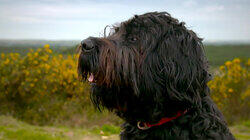 Scrumpy, Buster & Ralph