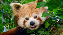 Do You Love Me Red Panda?