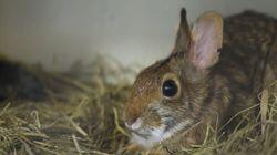 Baby Bunnies, Big World