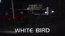 White Bird