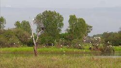 Kakadu Wetlands