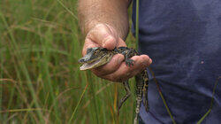 Gators and Ghost Towns