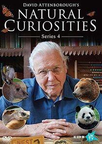 David Attenborough's Natural Curiosities - Season 4