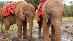 Baby Elephant Rescue