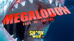 Megalodon: Fact Vs. Fiction