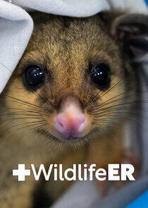 Wildlife ER