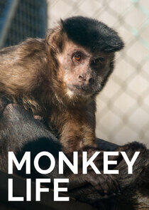 Monkey Life - Season 9