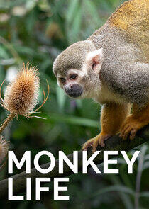 Monkey Life - Season 12