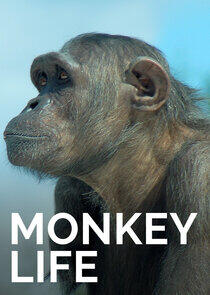 Monkey Life - Season 5