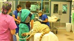 Tiger Emergency