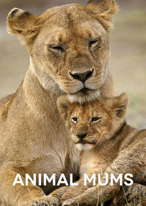 Animal Mums - Season 1