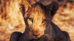 Chinga the Lion Cub