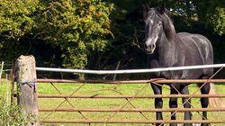 Horses